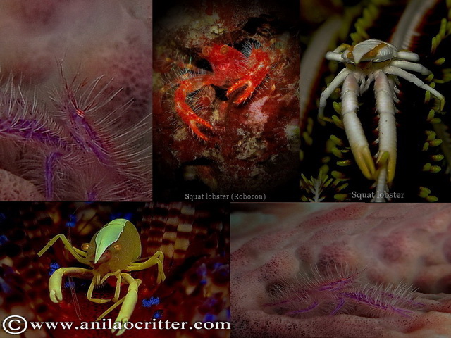 Scuba Dive in Anilao - Underwater Macro Photography, Anilao Muck dive